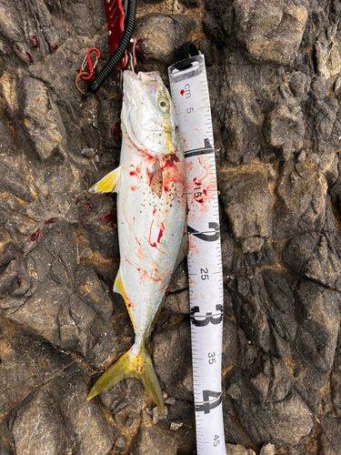ハマチの釣果
