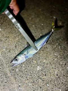 サバの釣果