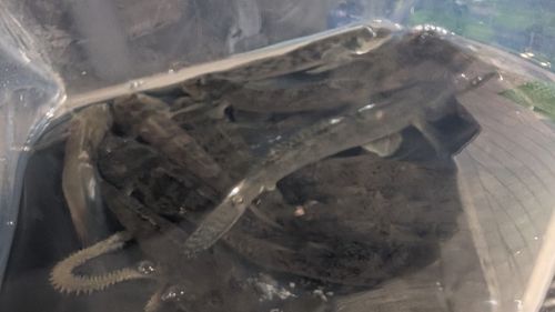 マハゼの釣果