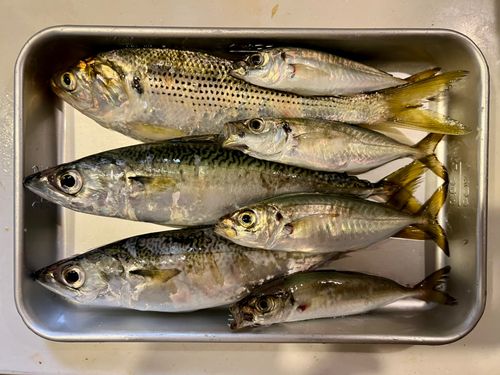 サバの釣果