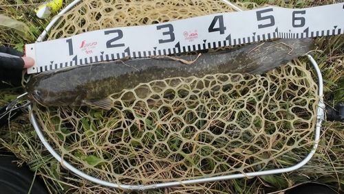 ナマズの釣果
