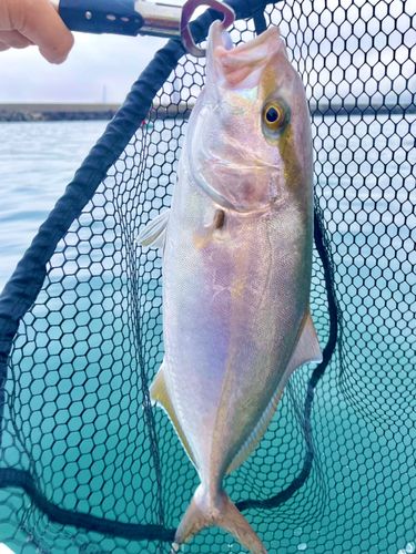 カンパチの釣果