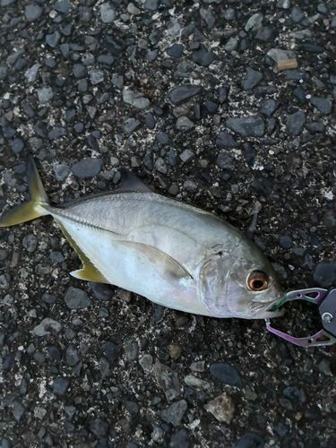メッキの釣果