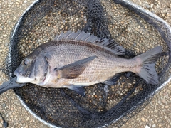 クロダイの釣果