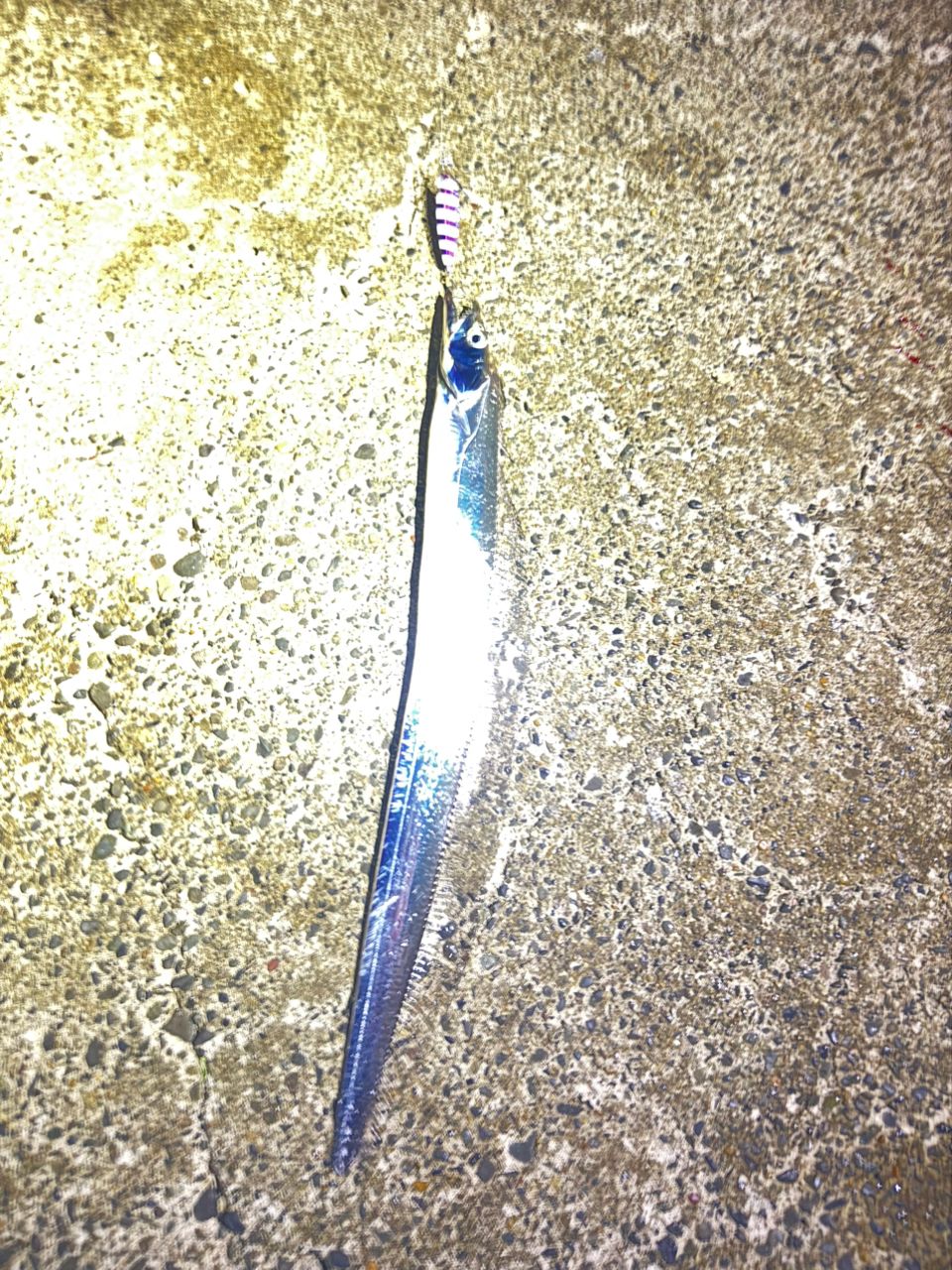 タチウオ