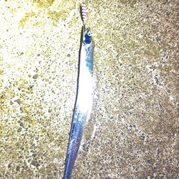 タチウオ