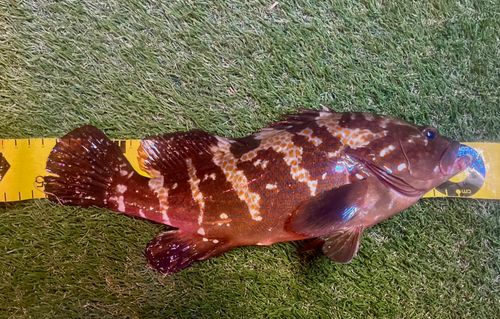 キジハタの釣果
