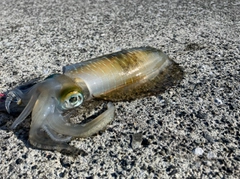 イカの釣果