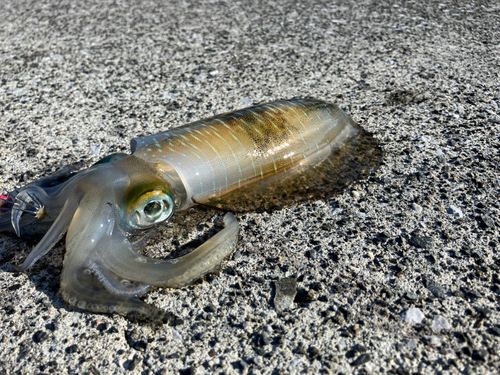 イカの釣果
