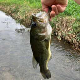 ラージマウスバス