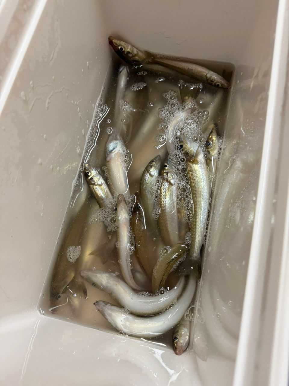 永遠の初心者です。さんの釣果 1枚目の画像