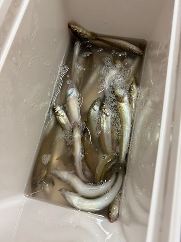 シロギスの釣果