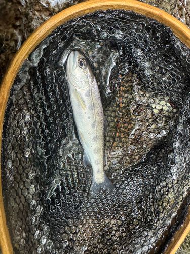 ヤマメの釣果