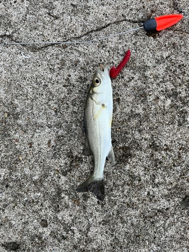 セイゴ（ヒラスズキ）の釣果