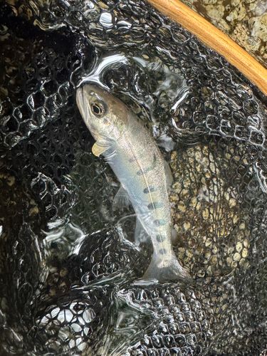 ヤマメの釣果