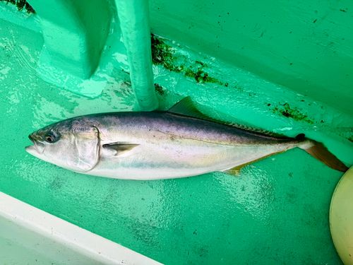 ワラサの釣果