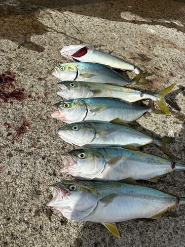 フクラギの釣果