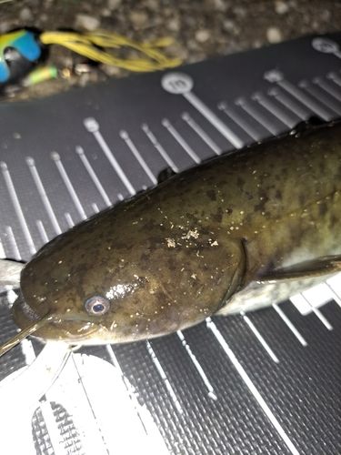 ナマズの釣果