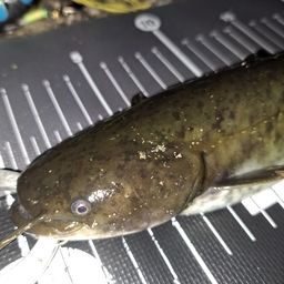 ナマズ
