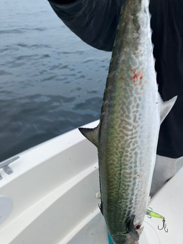 サワラの釣果