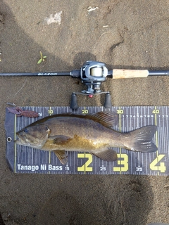 スモールマウスバスの釣果