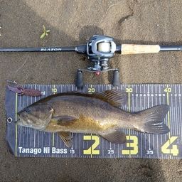 スモールマウスバス