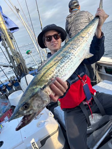 サワラの釣果