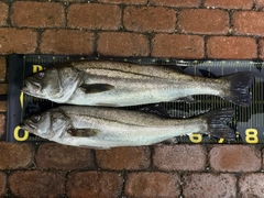 シーバスの釣果