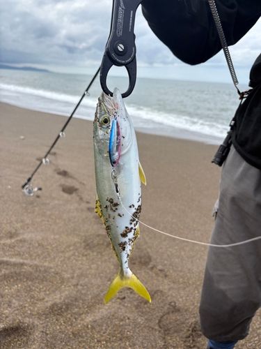 ワカシの釣果