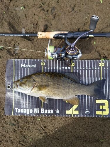 スモールマウスバスの釣果