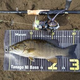 スモールマウスバス