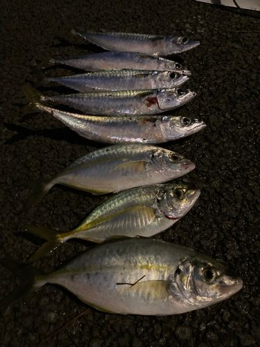 ショゴの釣果
