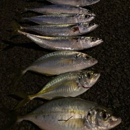 ショゴ