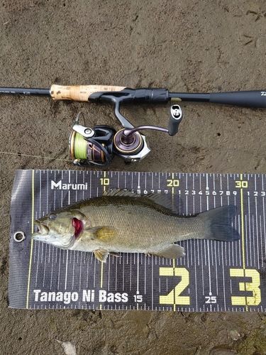 スモールマウスバスの釣果