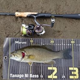 スモールマウスバス