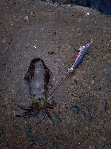アオリイカの釣果