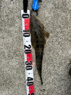 マゴチの釣果
