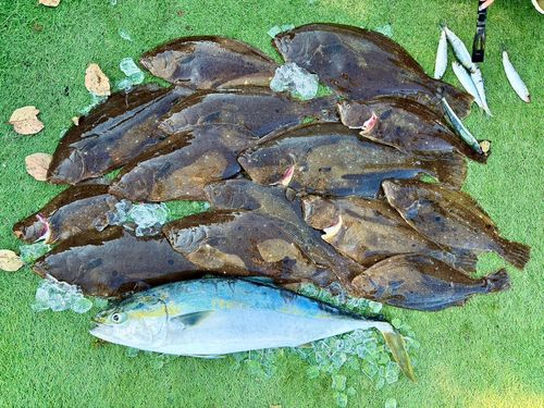 ヒラメの釣果
