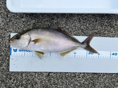 ショゴの釣果
