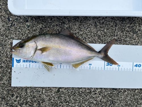 ショゴの釣果