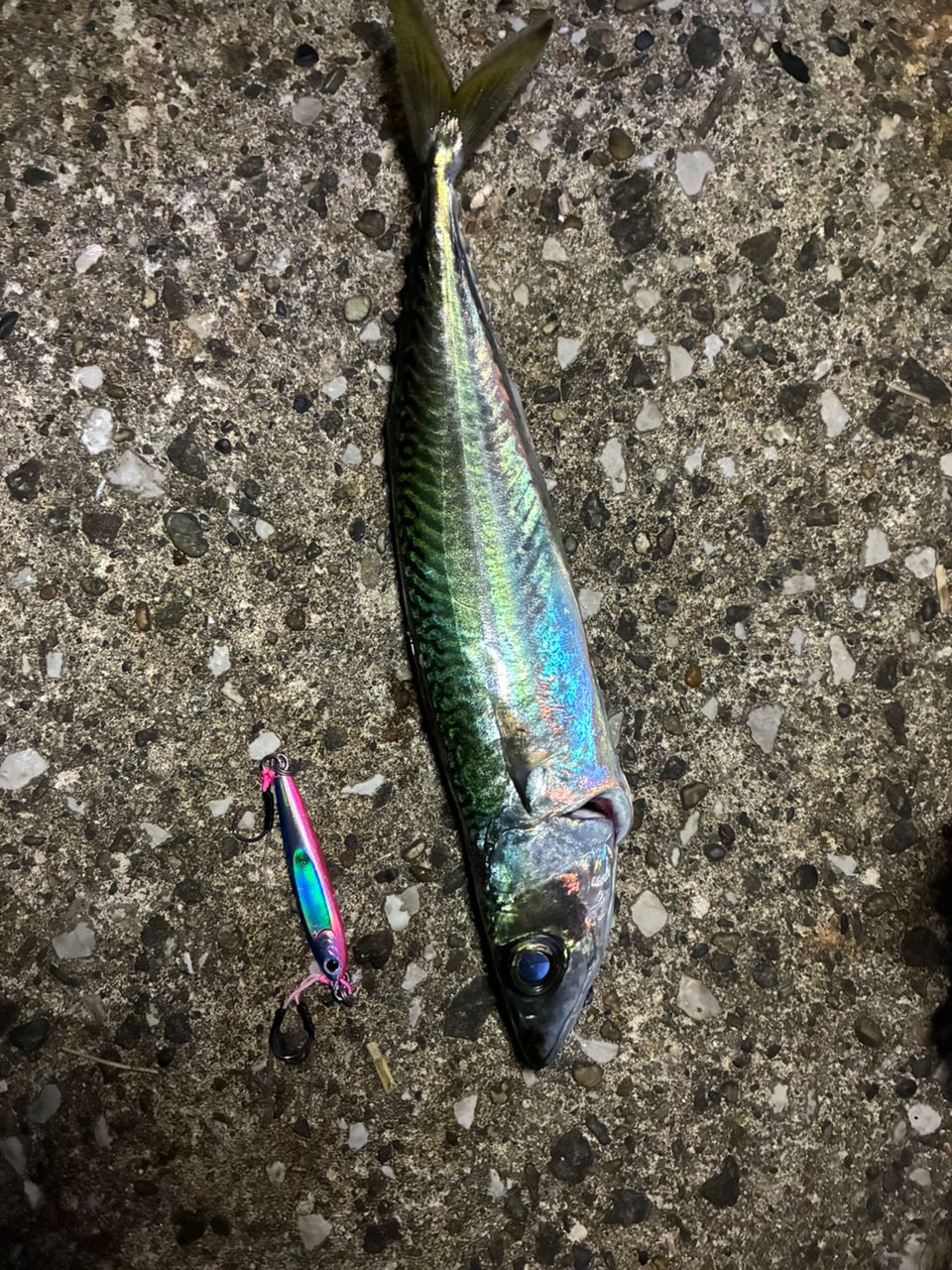 マサバ