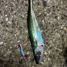 マサバ