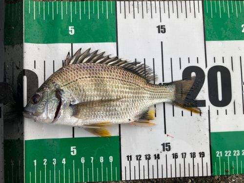 チヌの釣果