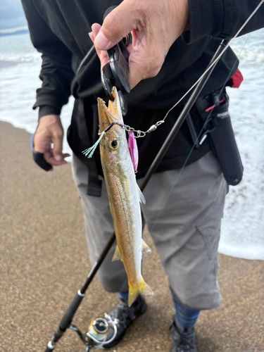 カマスの釣果