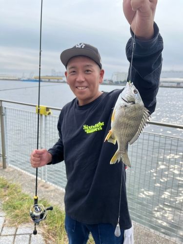 キビレの釣果