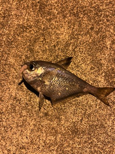 ハタンポの釣果