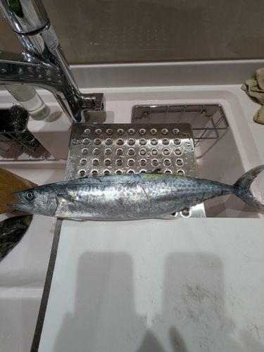 サゴシの釣果