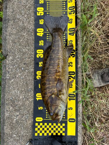 スモールマウスバスの釣果