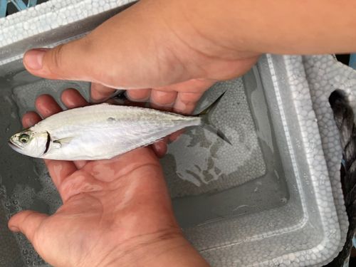 イケカツオの釣果