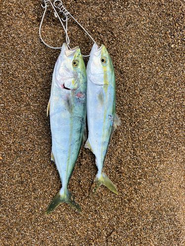 ワカシの釣果